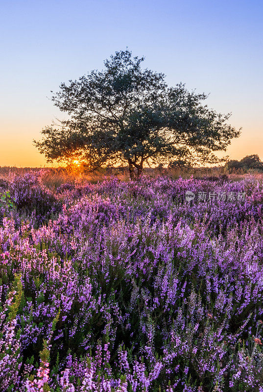 日落时盛开的石南花，De Veluwe，维尔豪顿，荷兰